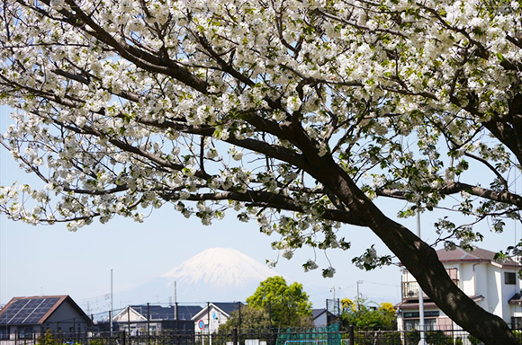 南公園から桜越しの富士山（撮影：4月10日、投稿：亀井様）
