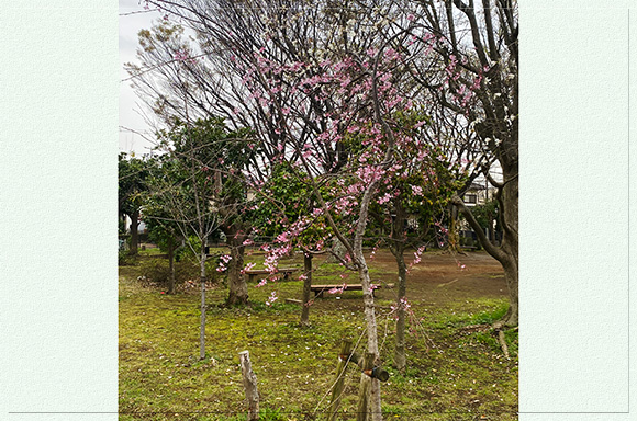 南公園の記念植樹の桜（撮影：4月3日、投稿：中島様）